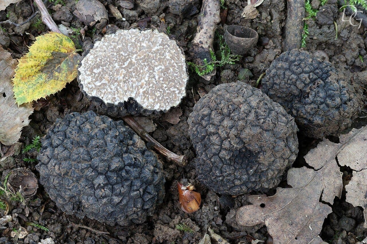 Summer truffle hunt + Barolo cellar tour (Langhe)