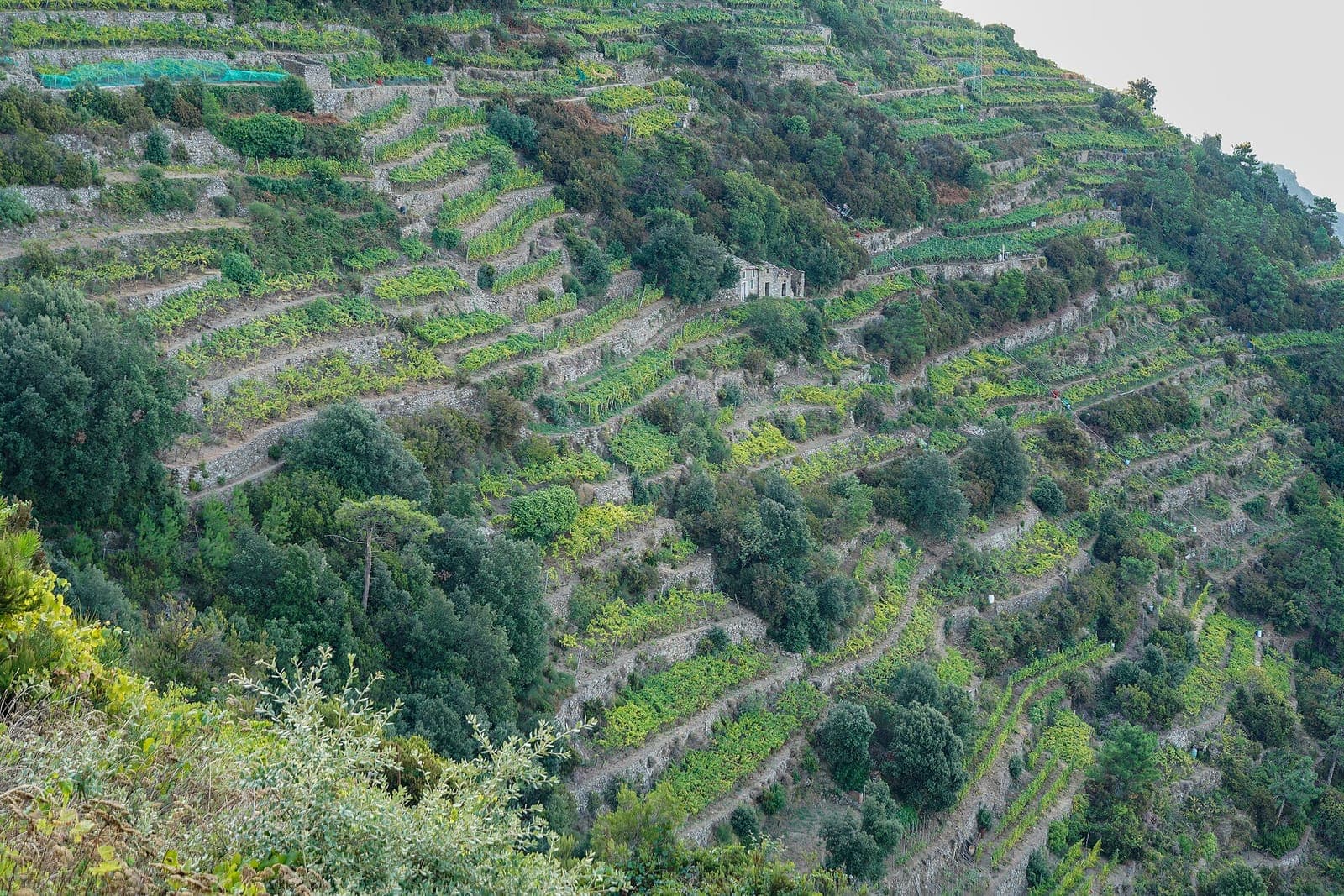 Manarola → Corniglia via Volastra (high vineyard route)