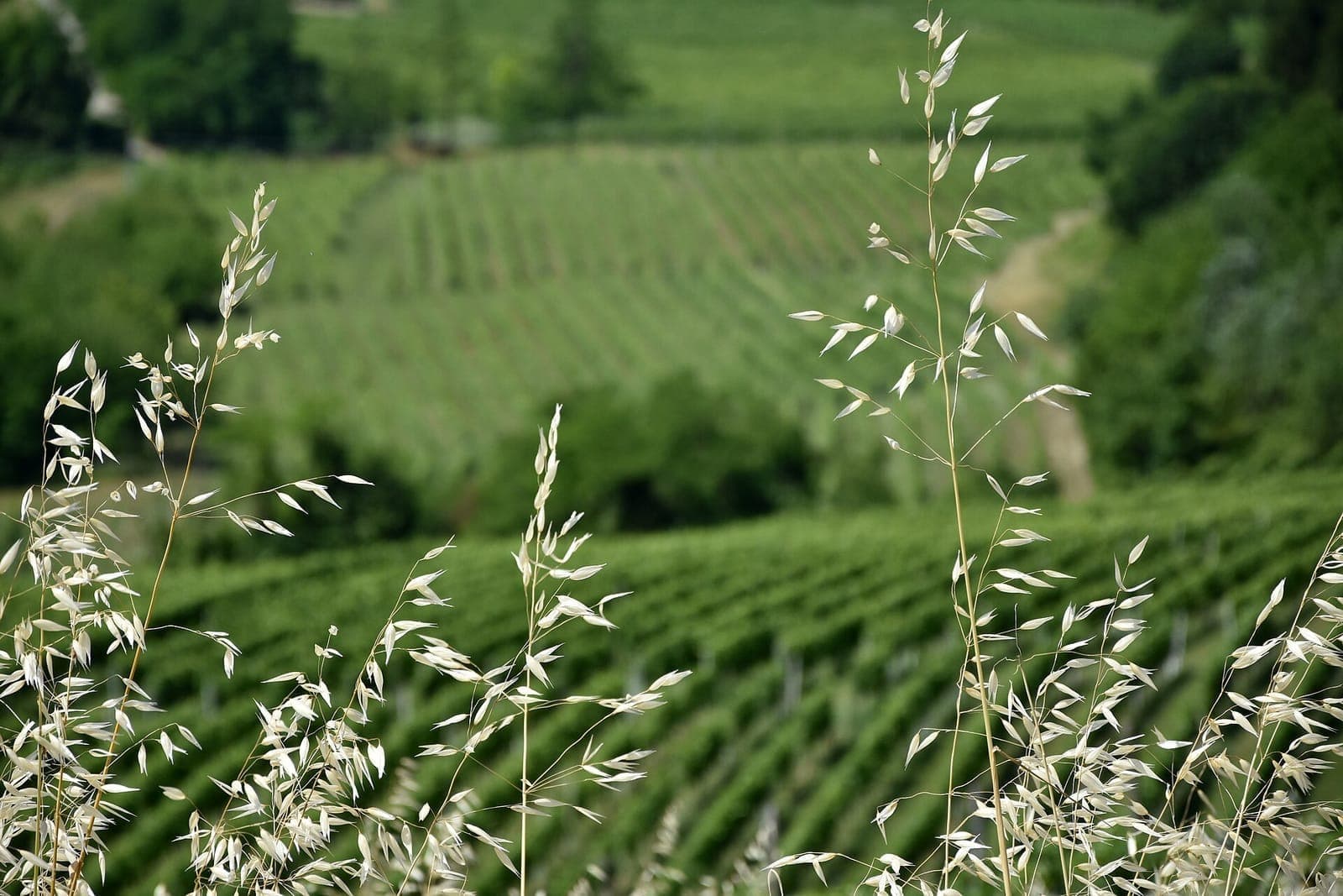 WiMu – Wine Museum, Castello Falletti di Barolo